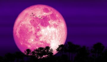 Luna Roz, pe fundal mov, cu copaci în față, similară cu cea din 2022