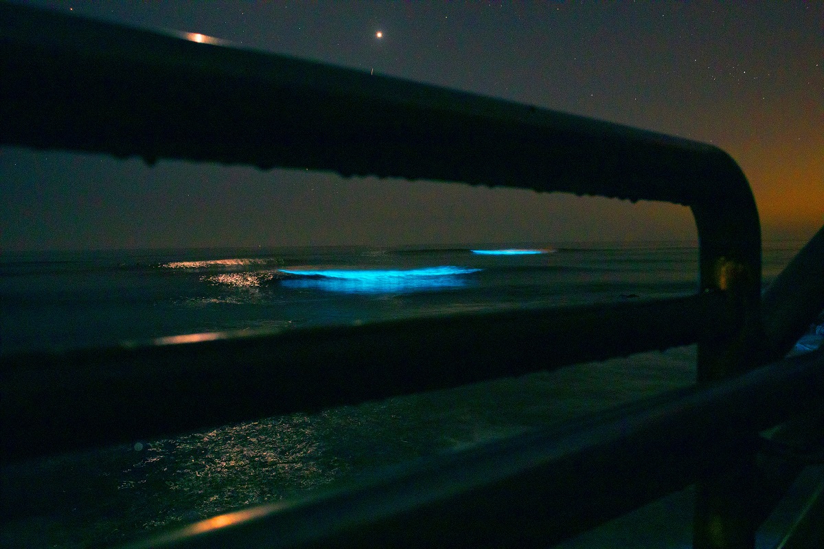 Plancton bioluminescent în San Diego, California, în 2020, cu o bârnă în față