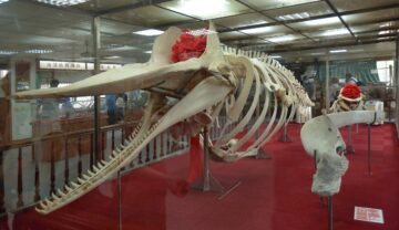 Fosila unei balene, expusă în muzeu, similară cu cea a unor delfini care au trăit în urmă cu 20 de milioane de ani