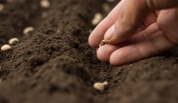 Persoană care plantează semințe în sol. Recent, experții au anunțat că unele plante au fost crescute în sol lunar