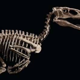 Fosila unui dinozaur Deinonychus antirrhopus, pe fundal negru. Scheletul unui dinozaur Deinonychus antirrhopus a fost vândut la licitație