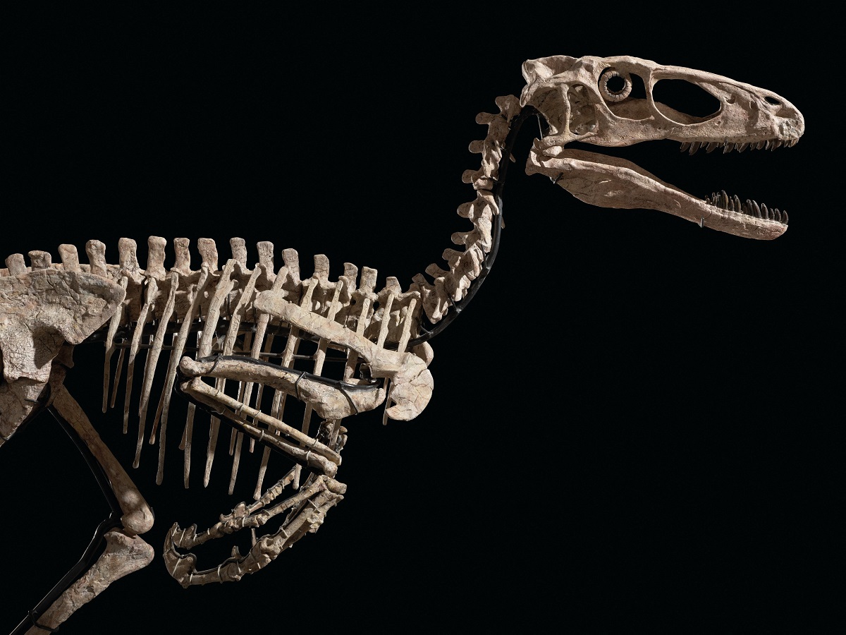 Fosila unui dinozaur Deinonychus antirrhopus, pe fundal negru. Scheletul unui dinozaur Deinonychus antirrhopus a fost vândut la licitație