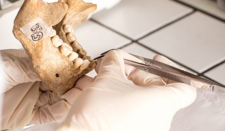 Mandibula unui om, în mână unui expert. Un dinte descoperit în Laos aparține unei fetițe Denisovan