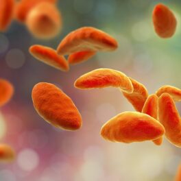 Parazit Toxoplasma gondii, un parazit care infectează 50% din populația planetei, în nuanțe de portocaliu