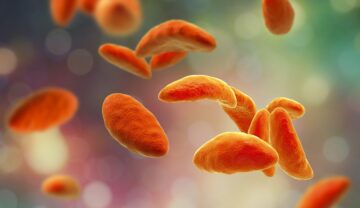 Parazit Toxoplasma gondii, un parazit care infectează 50% din populația planetei, în nuanțe de portocaliu
