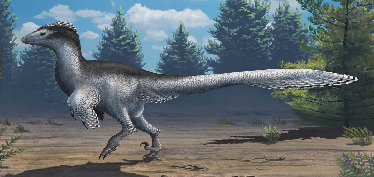 Dinozaur Deinonychus antirrhopus, cu pene