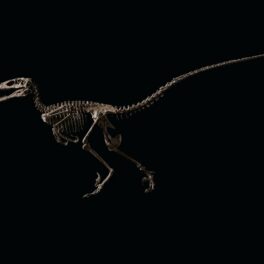 Scheletul unui dinozaur Deinonychus antirrhopus, care a fost vândut la licitație, pe fundal negru