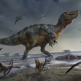 Fosila celui mai mare dinozaur carnivor din Europa, un spinozaur, recreată într-o ilustrație