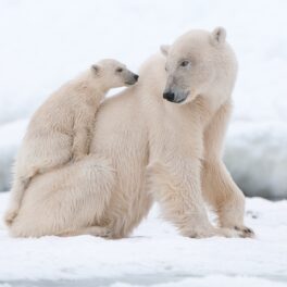 O mamă și un pui, din specia Urs polar. O populație secretă de urși polari a fost găsită recent