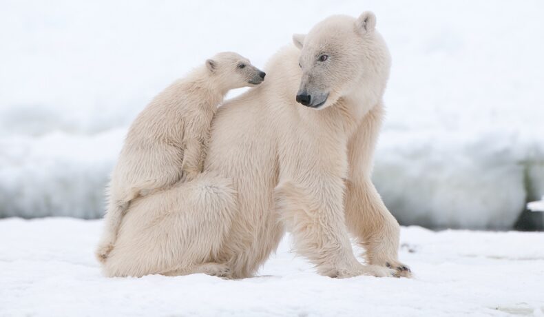 O mamă și un pui, din specia Urs polar. O populație secretă de urși polari a fost găsită recent