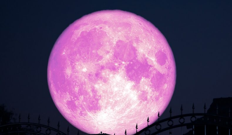 Luna Roz, mare, pe cer, similară cu Super Luna Căpșună din iunie 2022