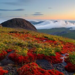 Imagine cu tundra siberiană, ce ar putea să dispară, cu flori roșii și iarbă