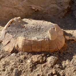 Fosilele unei țestoase au fost descoperite în Pompeii