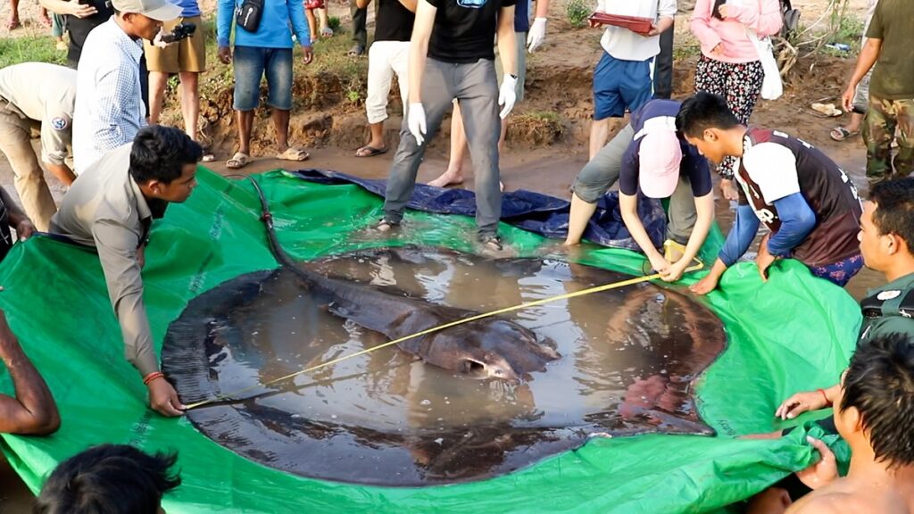 Cel mai mare pește din lume, Cambodgia, care e măsurat de experți
