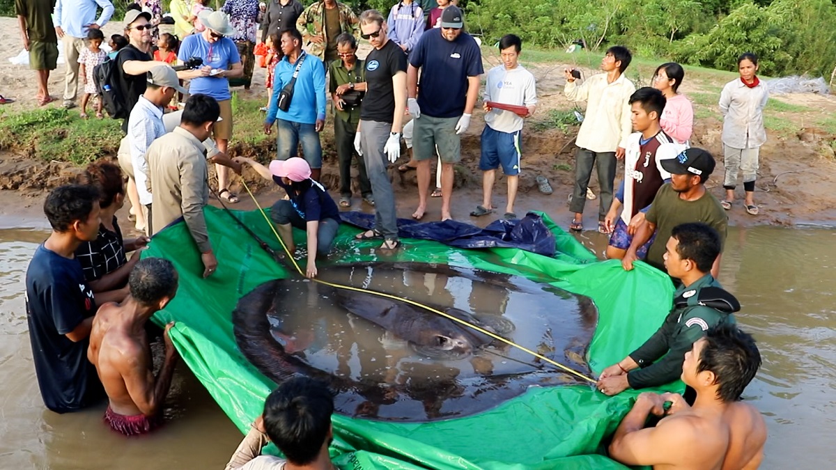 Cel mai mare pește din lume, Cambodgia, pe o prelată verde, măsurat de experți