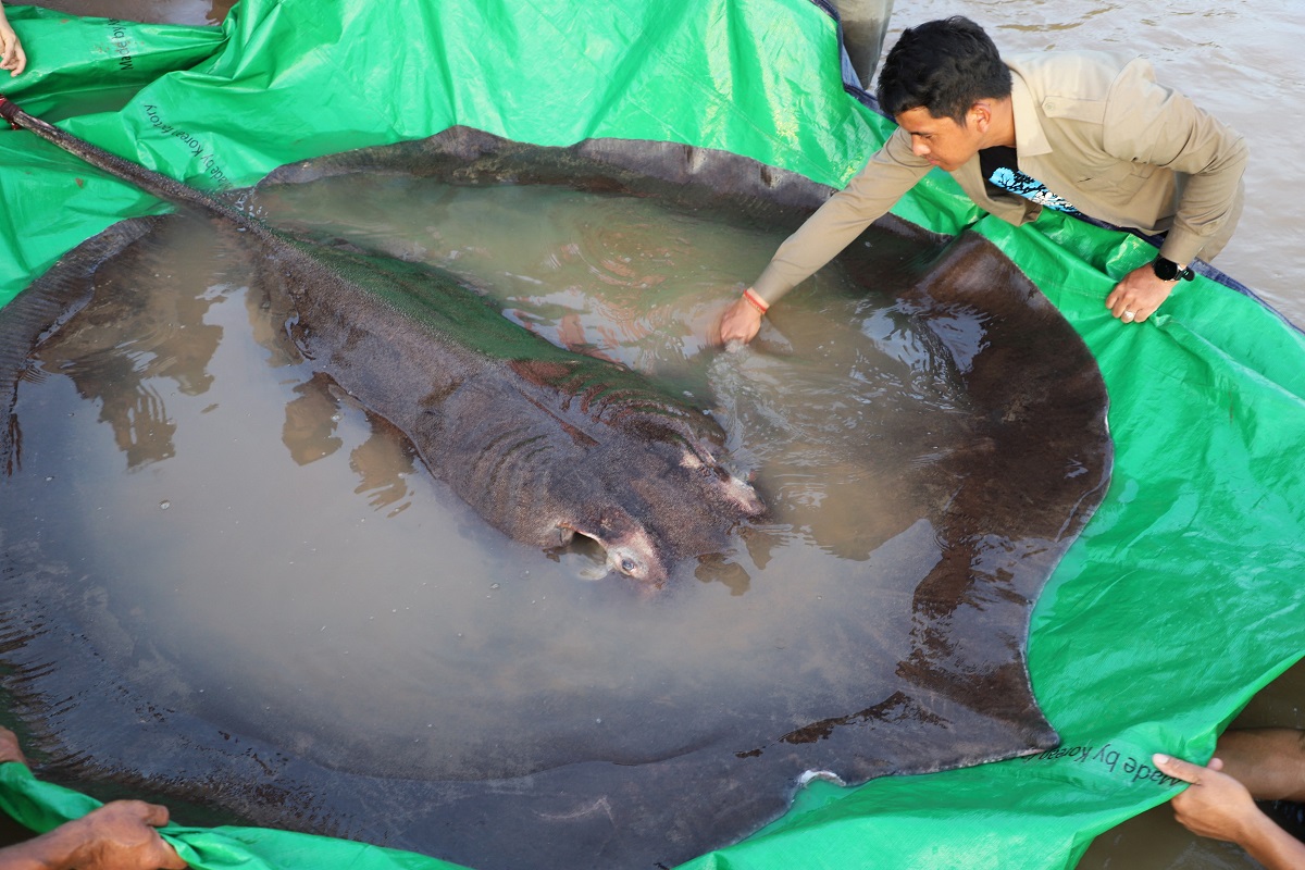 Cel mai mare pește din lume, un stingray, din fluviul Mekong