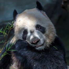 Urs panda care mănâncă bambus. Fosile descoperite recent oferă informații despre cum au devenit urșii panda erbivori