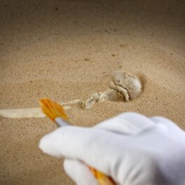Mâna unui expert care scoate la iveală un os uman, din nisip, similar cu acele fosile inedite din China care au dezvăluit detalii despre evoluția umană