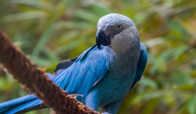 Papagal albastru, ca specia de papagal Spix, pe o creangă.