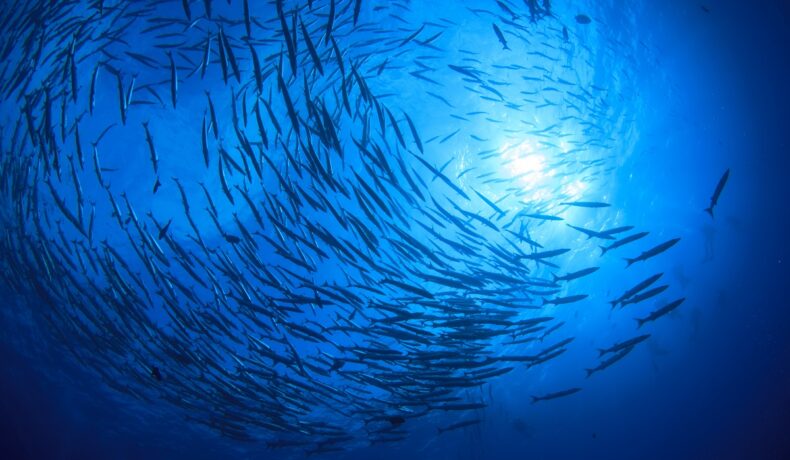 Grup de pești care înoată în apă, pe fundal albastru, fără peștele care își schimbă forma