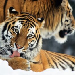 Tigru care își spală lăbuța în zăpadă. Populația de tigri din Nepal a crescut semnificativ în ultimii ani