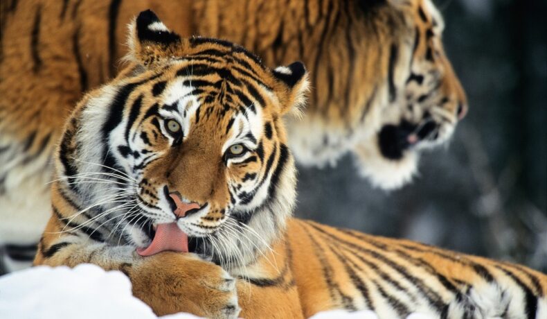 Tigru care își spală lăbuța în zăpadă. Populația de tigri din Nepal a crescut semnificativ în ultimii ani