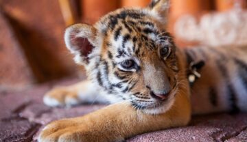 Un pui de tigru bengalez s-a născut la o gradină zoo din Cuba, la fel ca puiul din imagine, care stă pe o podea