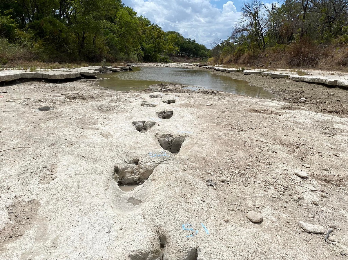 Urme de dinozaur vechi de 113 milioane de ani, în Texas, SUA, albia unui râu care a secat