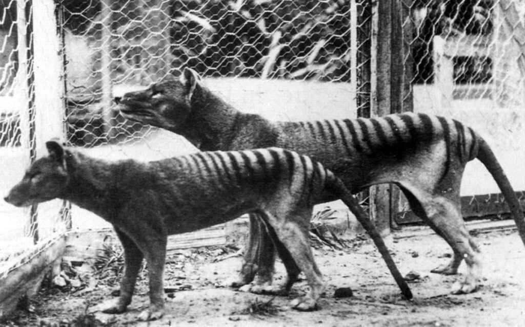Doi lupi marsupiali, 1933