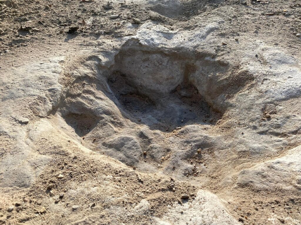O urmă de dinozaur din Texas, veche de milioane de ani