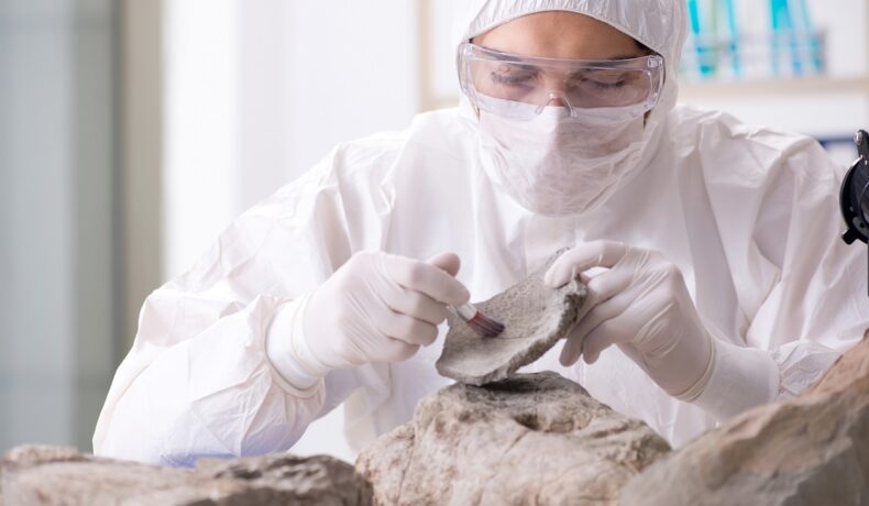 Expert care analizează o fosilă, precum cea mai veche inimă de pe Pământ