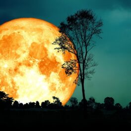 Lună plină portocalie, cu umbra unui copac, similară cu Luna Recoltei 2022
