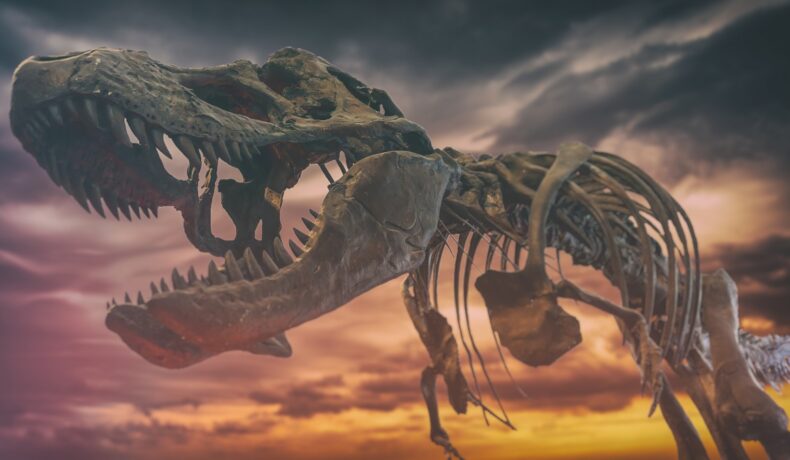 Fosila unui T.rex, pe fundal de apus cu nori, nuanțe de mov și portocaliu. Un studiu recent sugerează că nu un asteroid a dus la dispariția dinozaurilor
