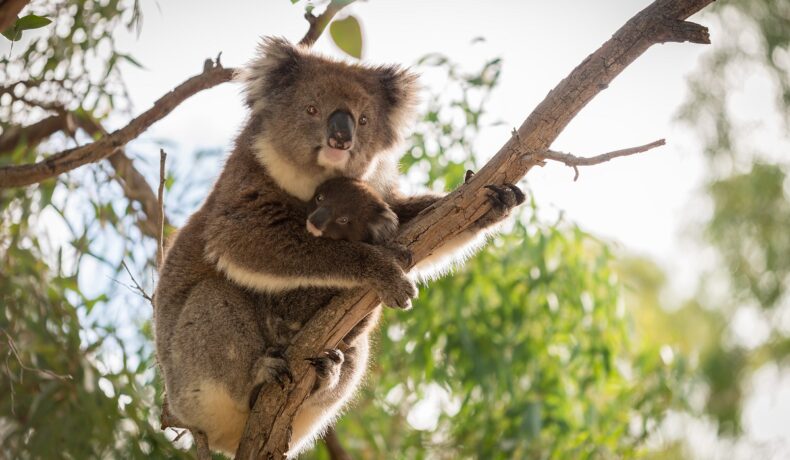 Un koala care stă într-un copac, fiint o specie pe cale de dispariție
