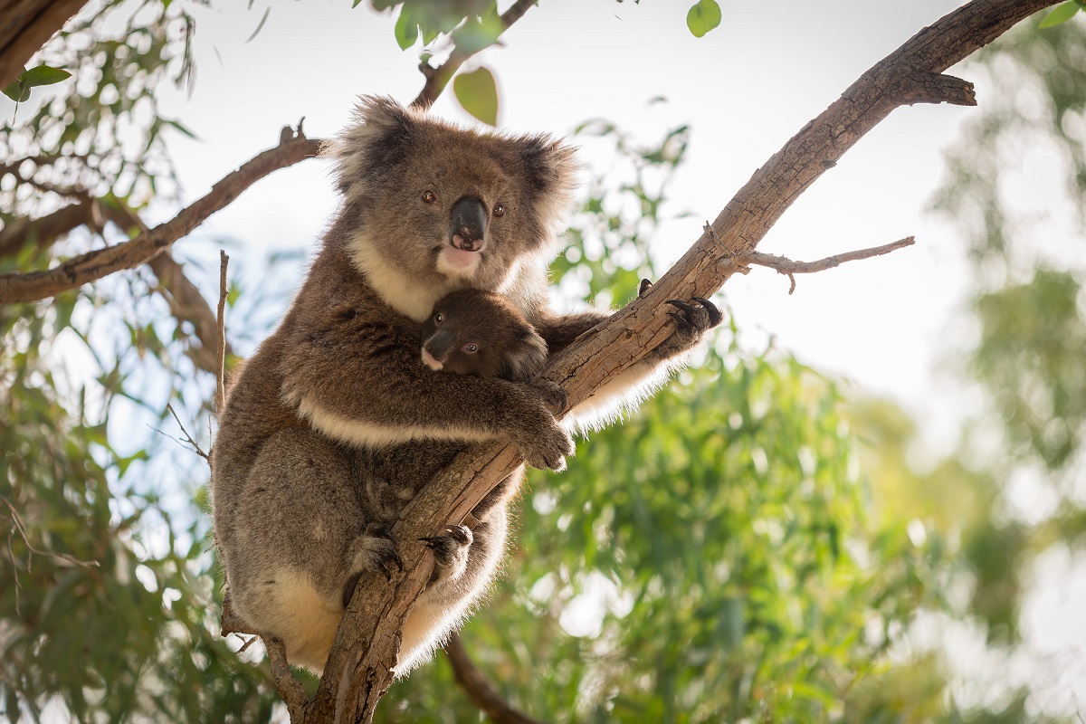 juice preferable relieve Australia declară că 15 noi specii de animale sunt amenințate cu  dispariția. Ce măsuri se pot lua pentru protejarea acestora - UseIT.ro