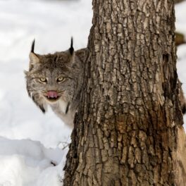 Râs canadian, ascuns după un pom, iarna, la fel ca râsul negru, o creatură extrem de rară