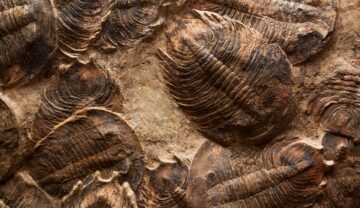 Trilobiți, fosile, viețuitoare care au trăit acum sute de milioane de ani, din cea de-a 6-a extincție în masă