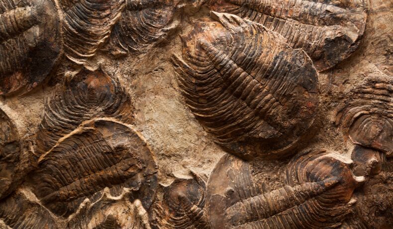 Trilobiți, fosile, viețuitoare care au trăit acum sute de milioane de ani, din cea de-a 6-a extincție în masă