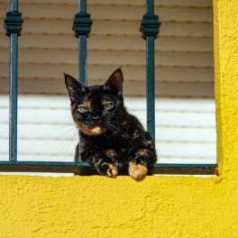 Pisică neagră cu portocaliu, similară cu cea mai bătrână pisică din lume, Flossie