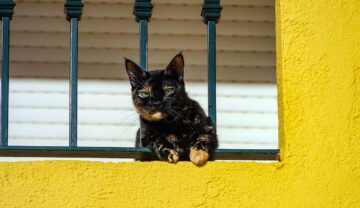 Pisică neagră cu portocaliu, similară cu cea mai bătrână pisică din lume, Flossie