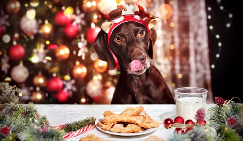 Câine maro, care se linge pe bot, cu o căciuliță de Crăciun pe cap, în fața unei mese de Craciun, cu biscuiți, pom de Crăciun pe fundal. Experții au dezvăluit mâncarea de sărbători periculoasă pentru animalele de companie
