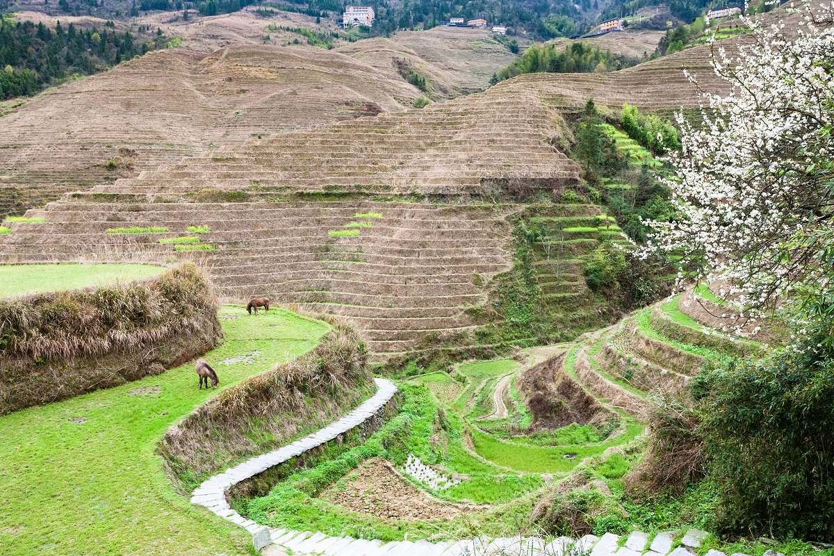 Satul Dazhai, China, dealuri verzi pentru agricultură