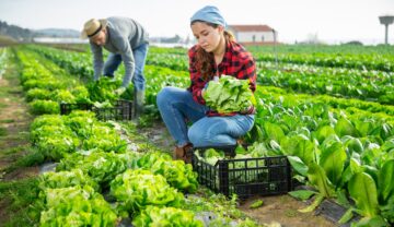 Femeie și bărbat care adună salată, pe un câmp. Antropologii au dezvăluit de ce femeile muncesc mai mult în unele soecietăți