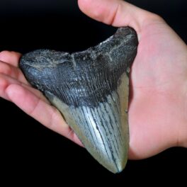 Dinte de Megalodon ținut în mână, pe fundal negru, similar cu cel descoperit de o fetiță de 9 ani