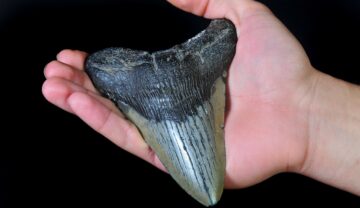 Dinte de Megalodon ținut în mână, pe fundal negru, similar cu cel descoperit de o fetiță de 9 ani