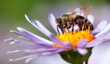 Albină care adună polen de pe o floare mov. Recent, SUA au aprobat primul vaccin pentru albine