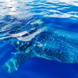 Rechin balenă, cel mai mare pește din lume, în apă, similar cu peștele imens care vâna strămoșii oamenilor