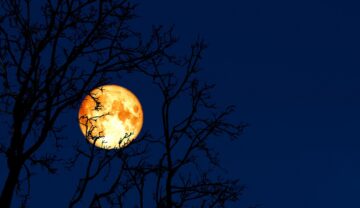 Lună plină văzută pe cer întunecat albastru, printre ramuri negre pom, similară cu Luna plină a viermelui 2023