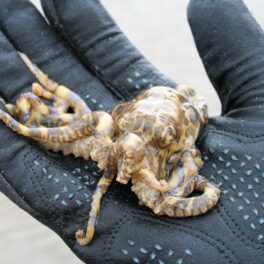 Caracatiță Hapalochlaena, ținută într-o mână acoperită cu o mănușă, una dintre cele mai toxice animale din lume