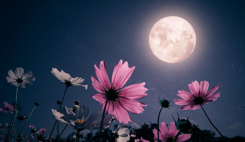 Lună plină cu flori roz în partea de jos, pentru a ilustra luna florilor 2023
